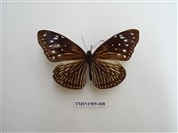 藏品(異紋紫斑蝶)的圖片